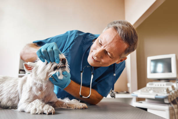 Best Weekend Emergency Dentist in Reading, MI